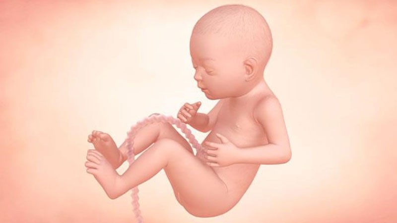 Mang thai tuần 27 sự phát triển của thai nhi như thế nào